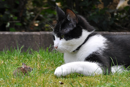 tuxedo cat laying on green grass thumbnail