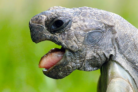 close-up photography of snapping turtle thumbnail