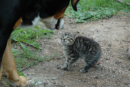 large short-coated black and tan dog facing with gray tabby cat during daytime thumbnail