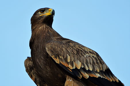 worm's eye view of brown eagle thumbnail