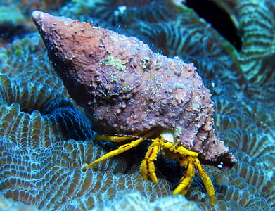 close-up photo of hermit crab thumbnail