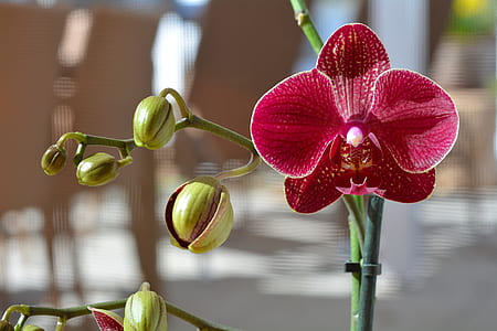selective focus photography of red moth orchid flower thumbnail