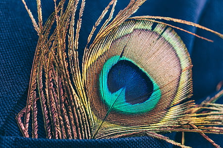 peacock feather thumbnail