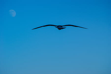 flying black bird under with blue sky background thumbnail