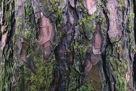 Mossy Tree Bark Texture Photo thumbnail