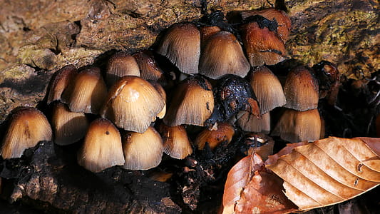 Mushrooms growing from under a rotting fallen tree in the forest. thumbnail
