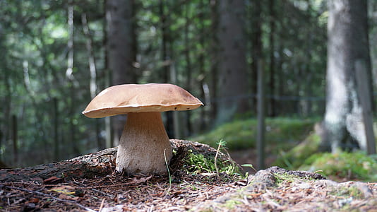 shallow focus photography of mushroom thumbnail