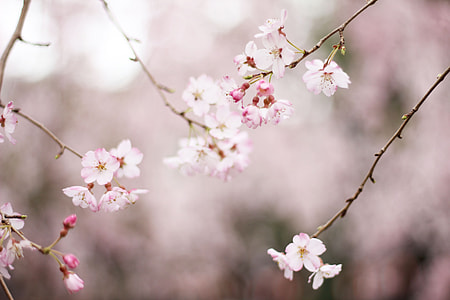 blooming pink petaled flowers in selective focus photography thumbnail