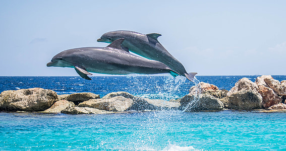 two grey dolphins above water during daylight thumbnail