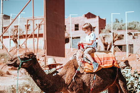child riding brown camel thumbnail