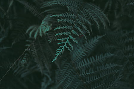 selective focus green leaf thumbnail