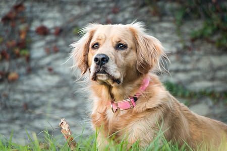 short-coated brown dog laying on green grass during daytime thumbnail