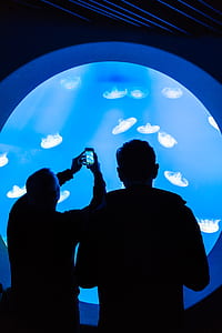 two men in front of large tank with white jellyfishes thumbnail