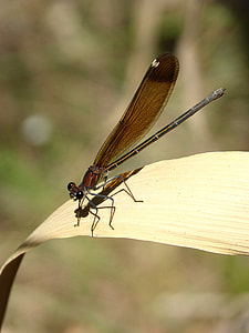Dragonfly, Black Dragonfly thumbnail