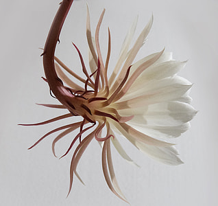closeup photography of white and brown petaled flower thumbnail