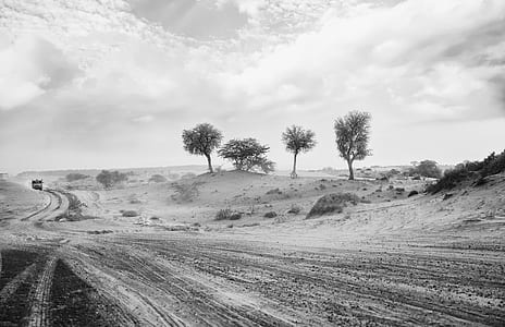 grayscale of road near trees thumbnail