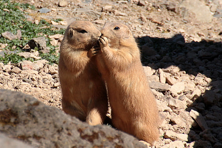 close up photography of two brown animals on stones thumbnail