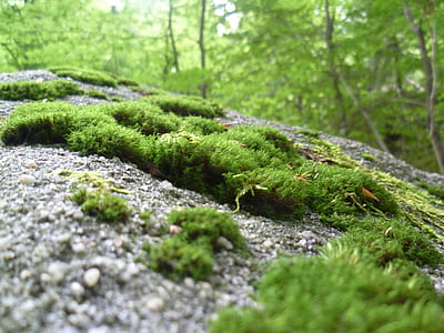 selective focus photo of green grass thumbnail