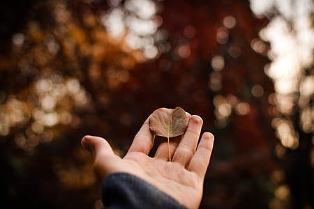 person holding dried brown leaf thumbnail