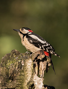 black red and white long beak bird perching on tree trunk thumbnail