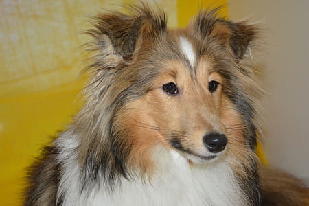 adult brown and white rough collie thumbnail