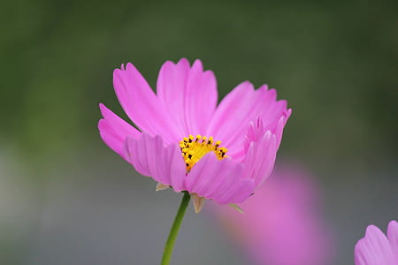 Pink Petaled Flower thumbnail