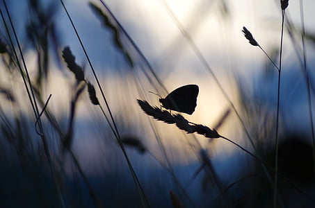 silhouette photo of wheat thumbnail