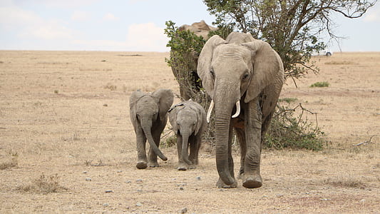 three brown elephant walking beside tree thumbnail