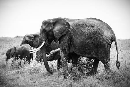 Grayscale Photo of Four Elephants thumbnail