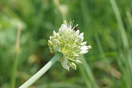 Flowering Vegetables, Spring Onion thumbnail