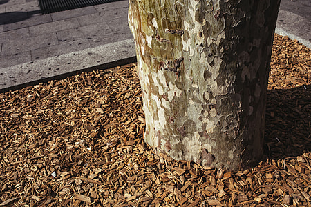 Tree trunks close-ups thumbnail