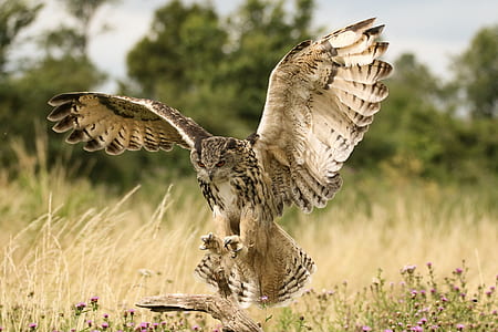 selective focus photography of owl flap its wing thumbnail