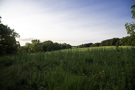 Tall Grassland landscape under skies at Cross Plains State Park thumbnail