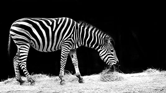 grayscale photo of zebra eating grass thumbnail
