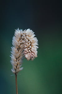 selective focus photo of white grass thumbnail