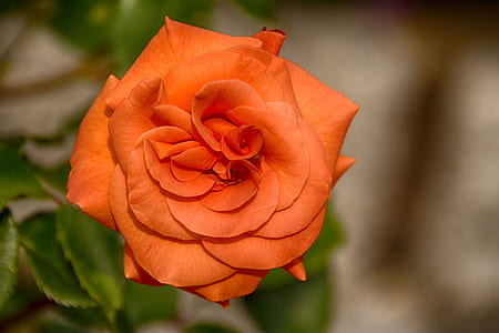 orange rose thumbnail