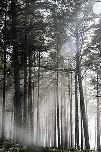 low-angle photography of tall trees under sunny day thumbnail