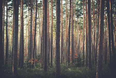 landscape photo of forest photo taken during daytime thumbnail