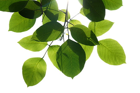 green leaved plant thumbnail