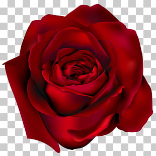Rose , Transparent Red Rose , red rose flower illustration PNG clipart