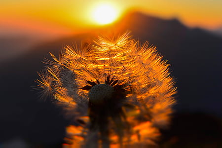 close-up photography of dandelion at golden hour thumbnail
