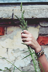 person holding green plant thumbnail