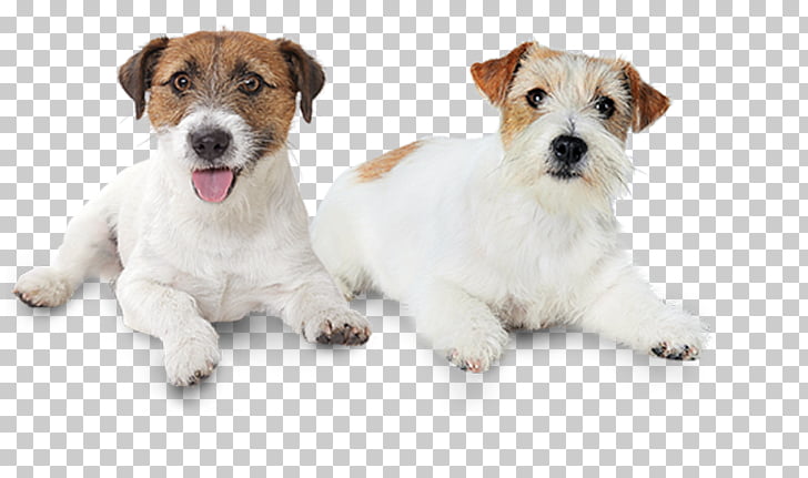 Jack Russell Terrier Wire Hair Fox Terrier Dog Breed Puppy Jack