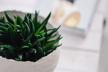 Green plant with magazines thumbnail