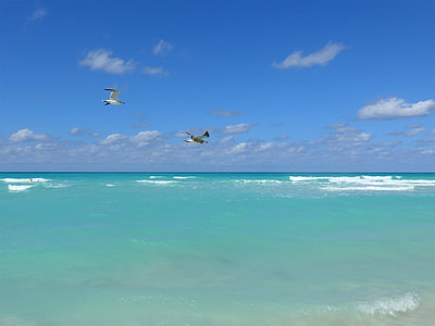 two white-and-black flying birds above the calm body of water during daytime thumbnail
