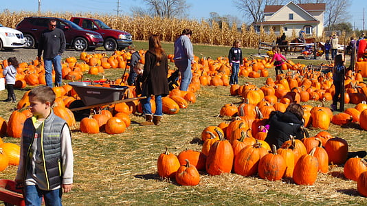 pumpkin lot thumbnail