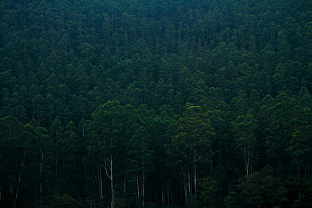 green leafed tall trees during daytime thumbnail