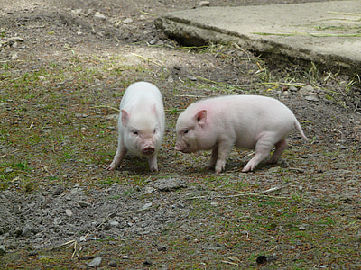 two domestic piglets on ground thumbnail