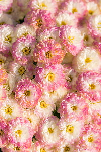 white and pink flowers thumbnail