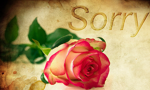 pink and white rose thumbnail